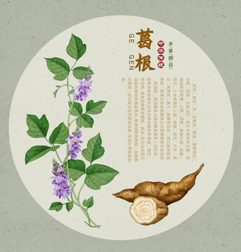 葛根
