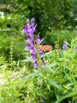 黄芩