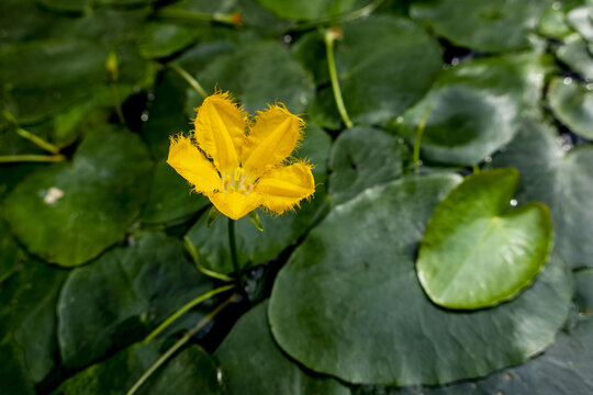 荇菜