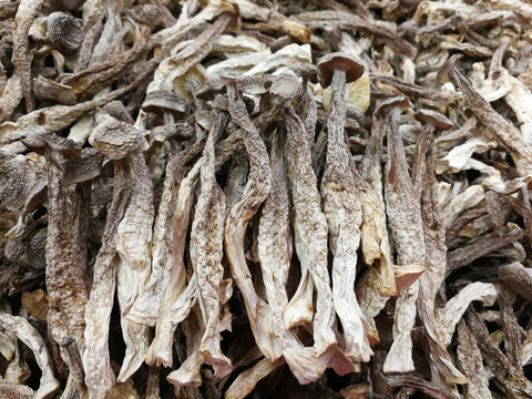 鹿茸菌干