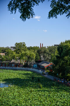 北京什刹海西海湿地公园生态风光