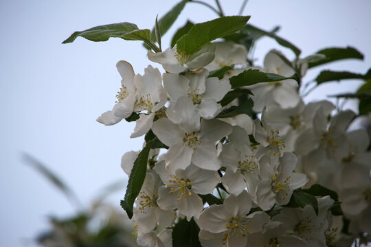 花卉素材