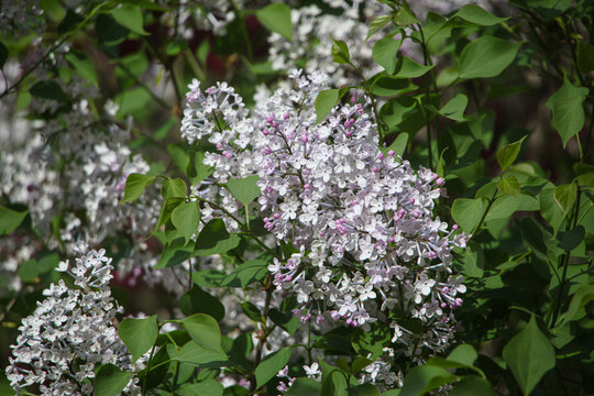 丁香花