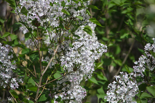 丁香花