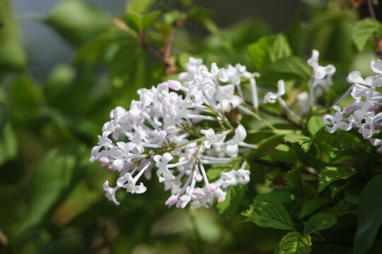 丁香花
