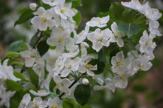 山丁子花