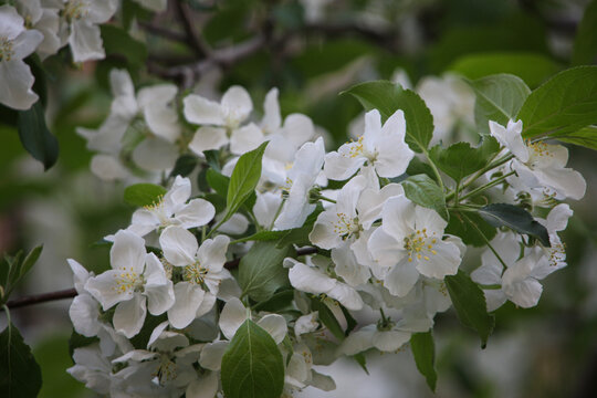 山丁子花