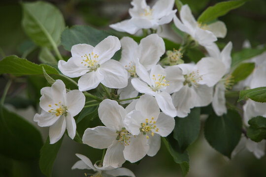 山丁子花
