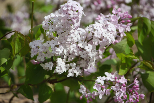 丁香花