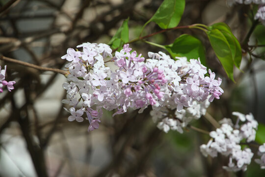 丁香花
