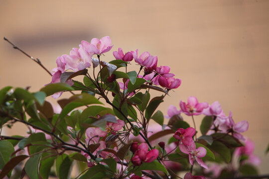 花卉特写
