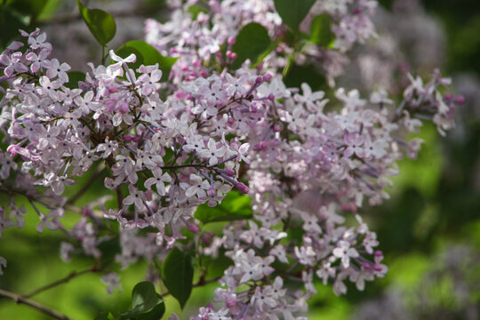 丁香花