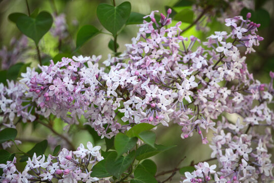 淡紫色丁香花