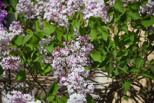丁香花