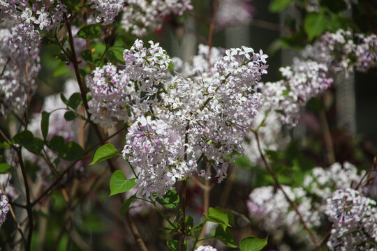 丁香花