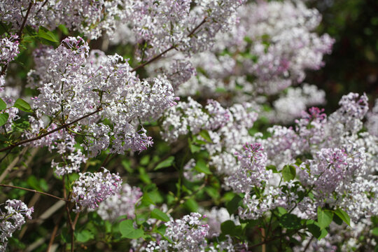 丁香花