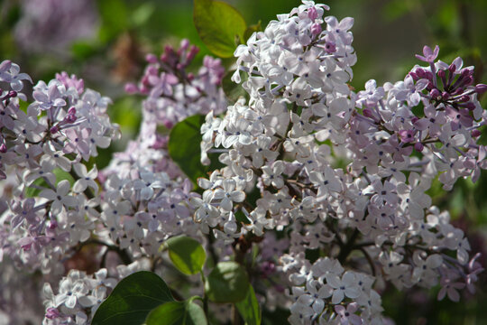 丁香花