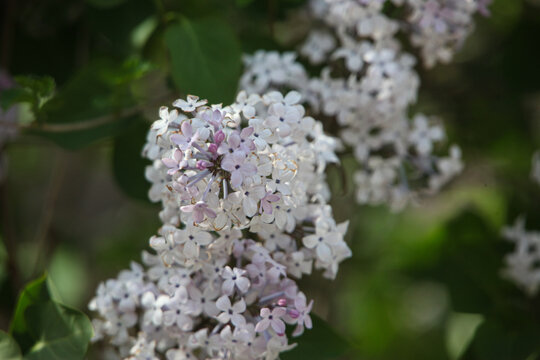 丁香花