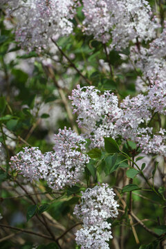 丁香花