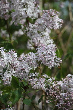 丁香花
