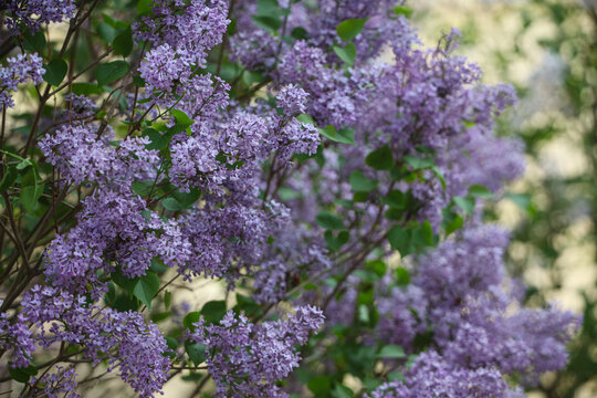 丁香花