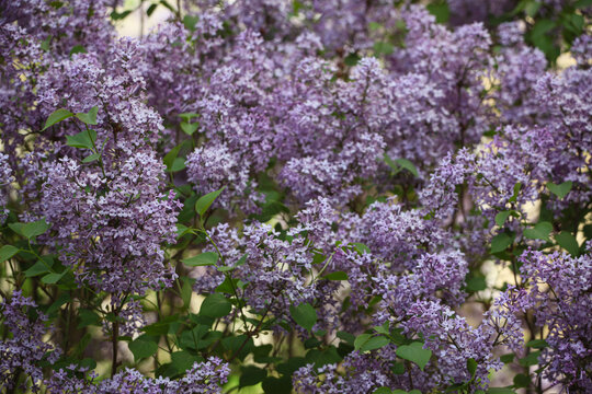丁香花