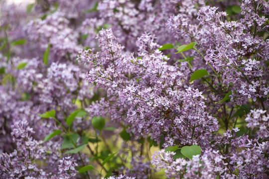 春天的丁香花