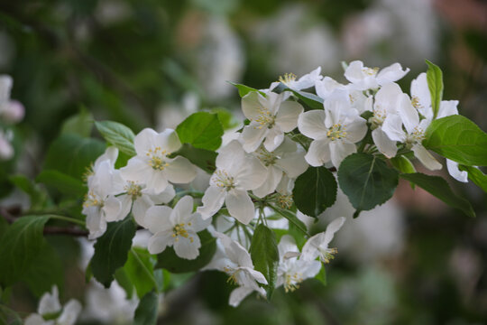 山丁子花