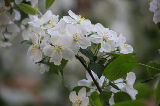 山丁子花