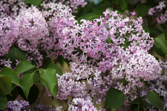 丁香花
