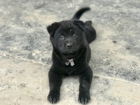 中华田园犬小黑狗