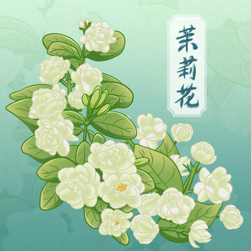 手绘茉莉花