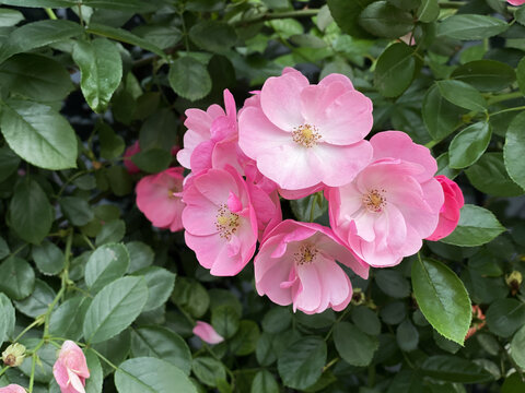 蔷薇花
