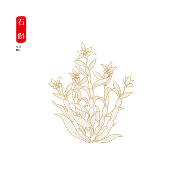 石斛线稿