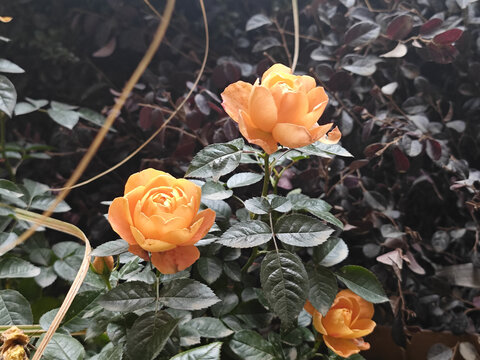 黄玫瑰