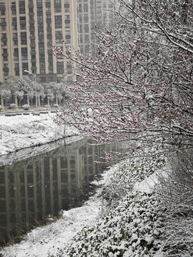 雪后红梅