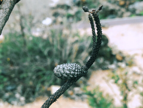 云杉