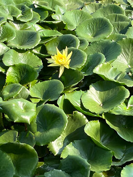 莲花