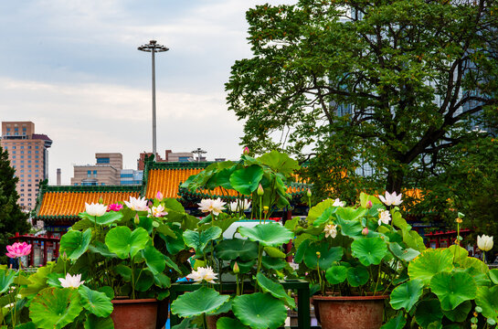 荷花景观