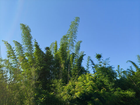 竹林天空