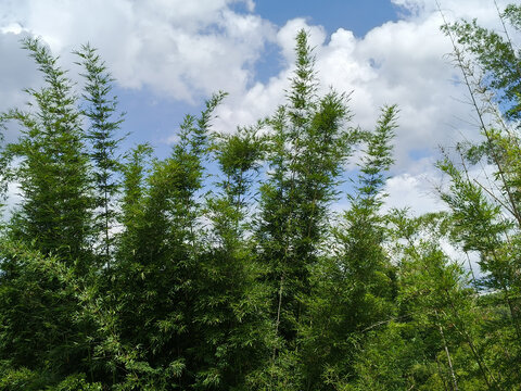 蓝天白云竹林