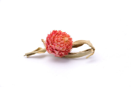 千日红茶