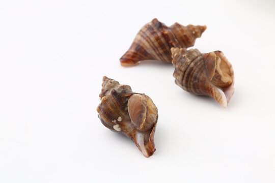 小红螺