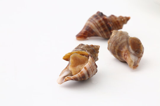 小红螺