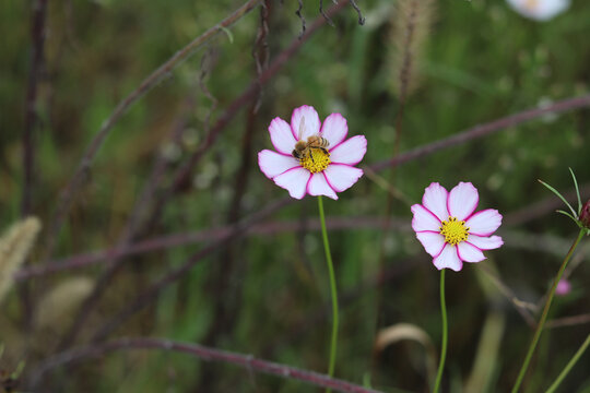 花蜜蜂