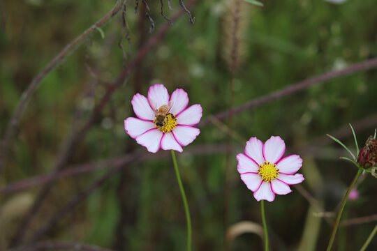 花朵蜜蜂