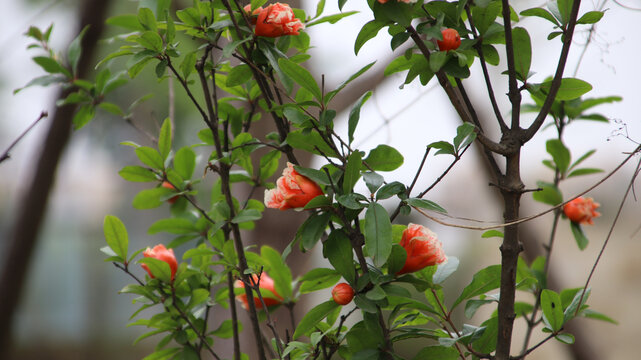 石榴花