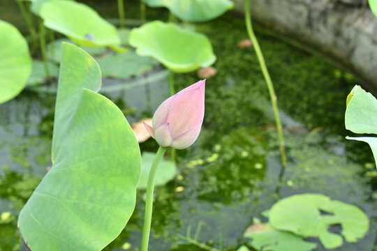 一个荷花花蕾