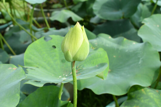 白色的莲花花蕾