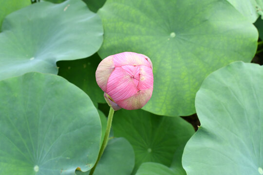 一个美丽的荷花蕾